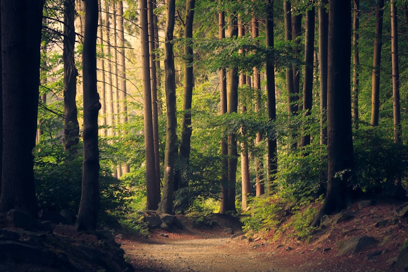 Sun-dappled dirt path winding through a forest with golden light filtering through tall trees